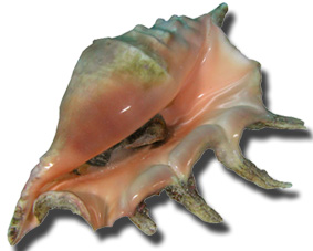 Mollusco perle Conch