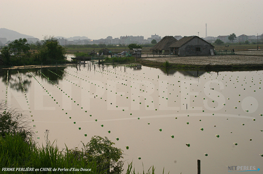 Allevamento perlifero in Cina, lago dall'acqua dolce et calma, più facile da lavorare rispetto alle coltivazioni nei mari e negli oceani che temono maremoti e correnti