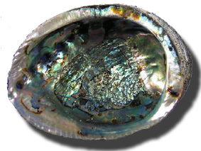 Perle Abalone