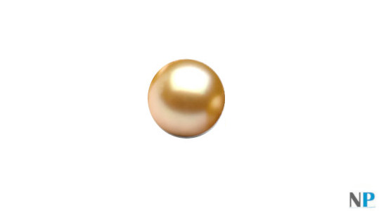 Perla Gold Akoya (dorata) da 8-8,5 mm semi forata qualità AAA