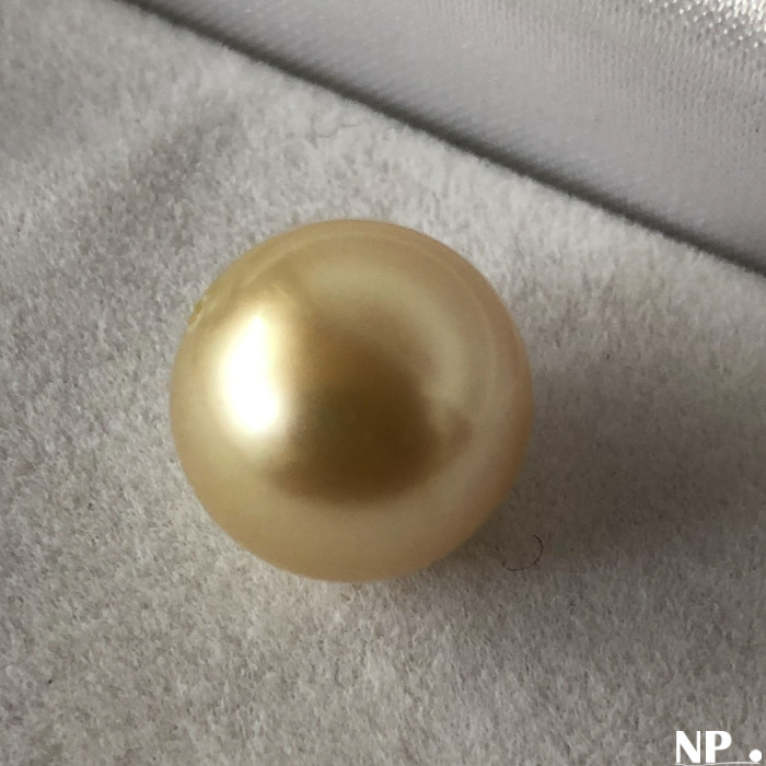 Perla Australiana non forata, dorata di qualità AAA GEMMA 13,4 mm rarissima