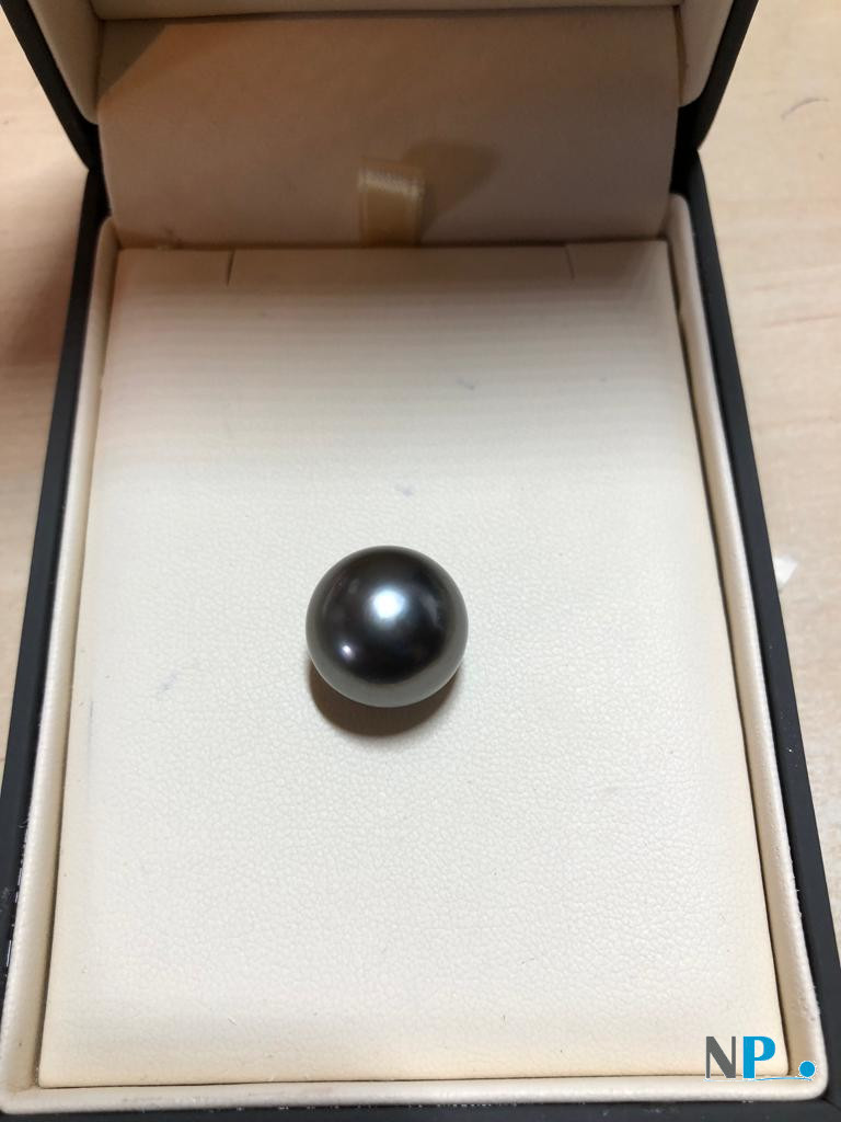 Perla di Tahiti coor grigio Peacock qualità AAA 14-15 mm