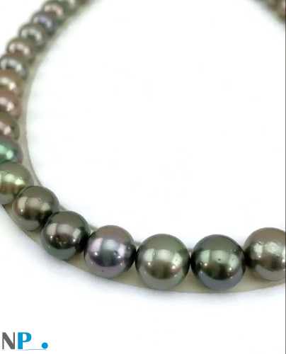 Collana di perle di Tahiti quasi rotonde