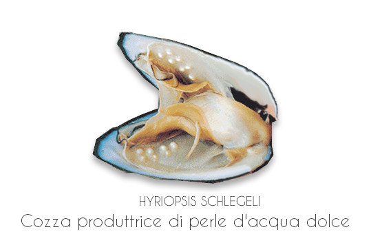 Cozza produttrice di perle di coltura d'acqua dolce