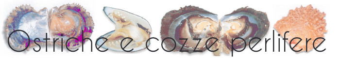 Ostriche e cozze che producono le perle che amiamo tanto