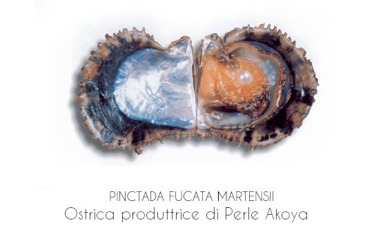 Ostrica produttrice di perle Akoya