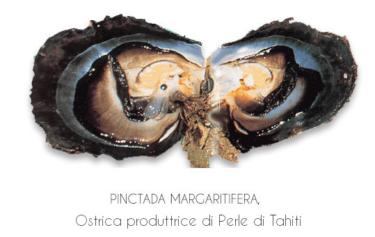 Ostrica produttrice di perle nere di Tahiti (Polinesiane)