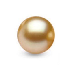 Perla delle Filippine non montata, dorata 12-13 mm di qualità AAA